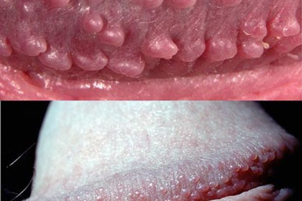 penis papules treatment Male sexual health search engine